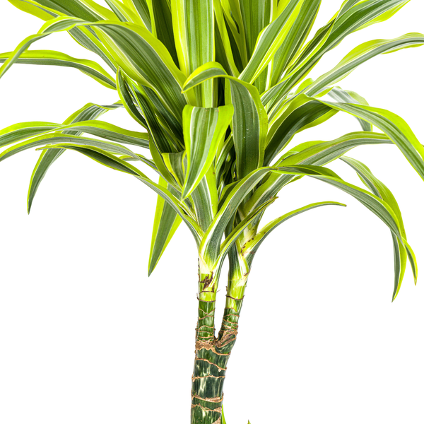 Dracaena Deremensis Lemon Lime Ø21cm - ↕100cm  BotanicBridge