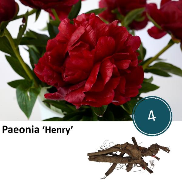 Paeonia 'Henry' - 4x  BotanicBridge