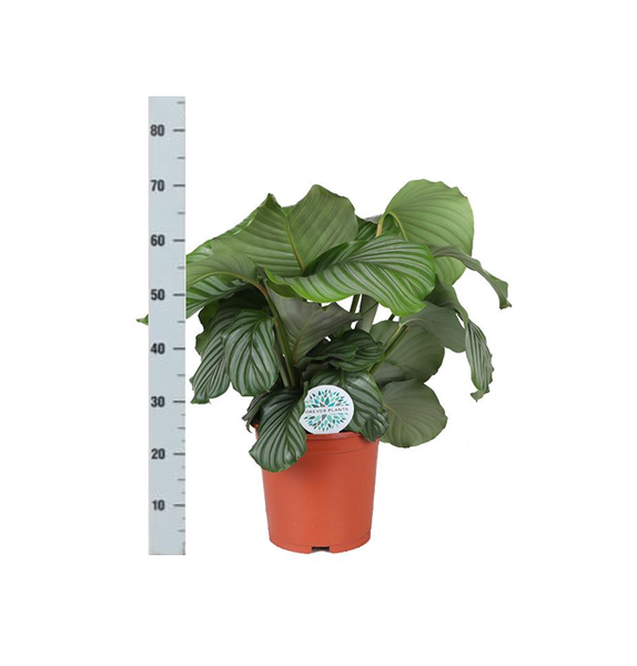 Calathea Orbifolia Ø21cm - ↕70cm in Boule WIT pot  BotanicBridge