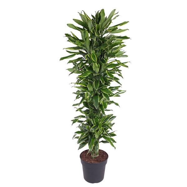 Dracaena Golden Coast vertakt - 170 cm - ø34  BotanicBridge