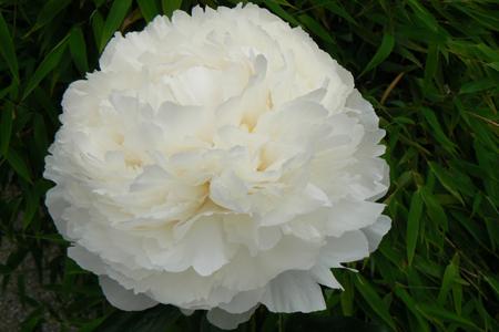 Paeonia 'Bowl of Cream' - 4x  BotanicBridge