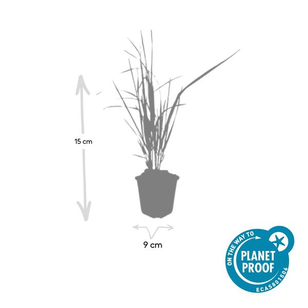 Calamagrostis acut. 'Karl Foerster'  - ↕10-25cm - Ø9cm - 12x  BotanicBridge