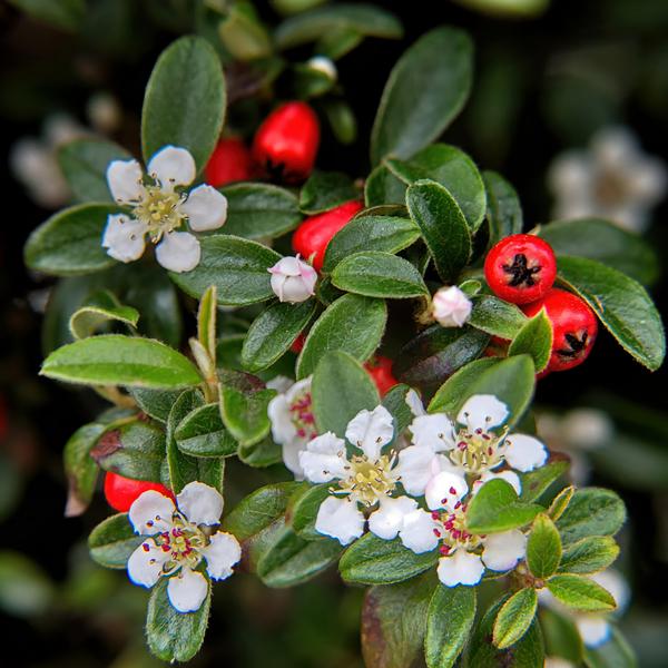 Cotoneaster dammeri - ↕10-25cm - Ø9cm - 12x  BotanicBridge