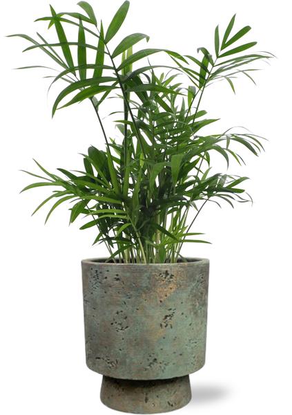 Chamaedorea Elegans - Ø12cm - ↕40cm + Pot Aily D14x18cm - Groen  BotanicBridge