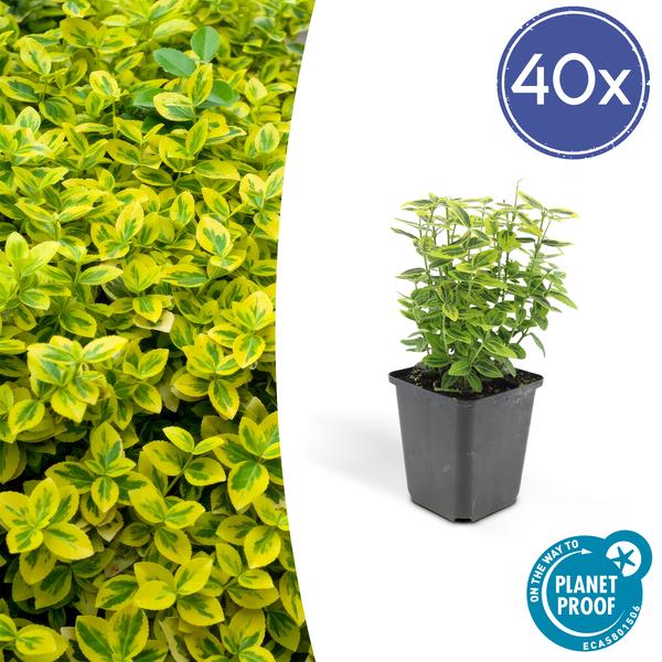 Euonymus fort. 'Emerald 'n Gold’ - ↕10-25cm - Ø9cm - 40x  BotanicBridge