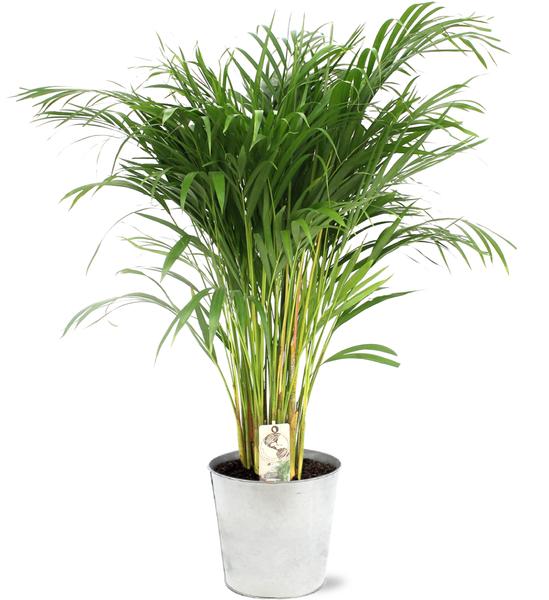 Dypsis Lutescens - Ø21cm - ↕110cm + Pot D22,5x21cm - Zink  BotanicBridge