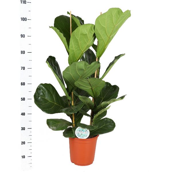 Ficus Lyrata - Ø24cm - ↕120cm in Boule WIT pot  BotanicBridge