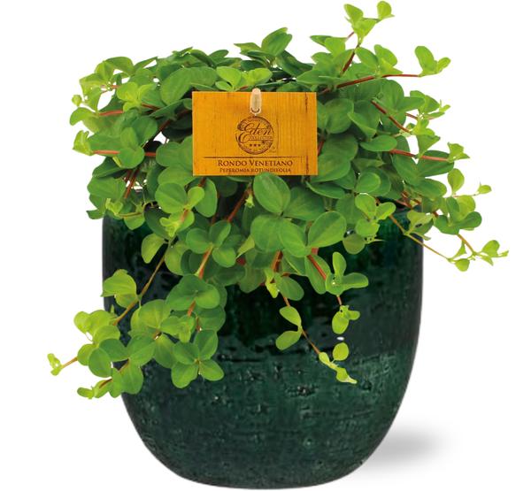 Peperomia Rotundifolia - Ø11cm - ↕15cm + Jolin Pot D11x12cm - Groen  BotanicBridge