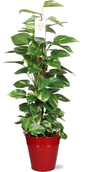 Epipremnum Aureum Mosstok - Ø19cm - ↕80cm + Emmer D20x18,5cm - Rood  BotanicBridge