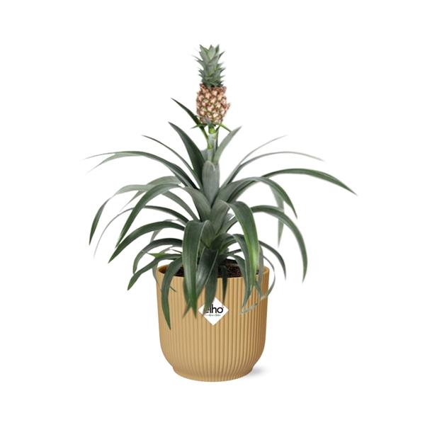 Ananas Mi Amigo in ELHO Vibes Fold 14cm geel  BotanicBridge