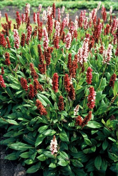 Persicaria aff. 'Darjeeling Red' - ↕10-25cm - Ø9cm - 12x  BotanicBridge