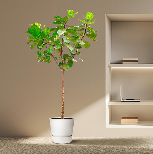 Ficus Lyrata boom XXXL - 300cm - ø55  BotanicBridge