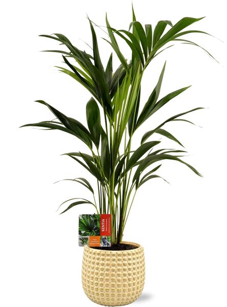 Howea Forsteriana - Ø19cm - ↕80cm + Bubble Pot D19,5x17,5cm - Goud  BotanicBridge