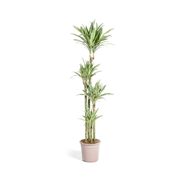 Dracaena Deremensis White Stripe Ø27cm - ↕180cm  BotanicBridge