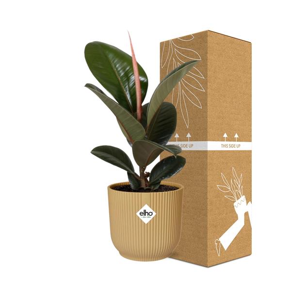 Ficus Elastica ‘Robusta’ in ELHO Vibes Fold 14cm geel  BotanicBridge