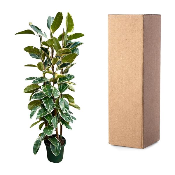 Ficus Elastica Tineke struik - 225cm - ø40  BotanicBridge