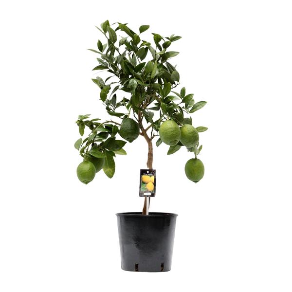 Citrus Lemon - Ø22cm - ↕80cm  BotanicBridge