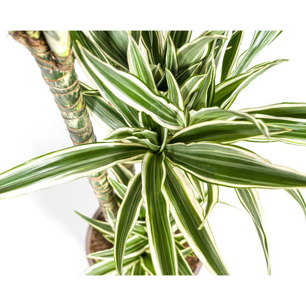 Dracaena Deremensis White Stripe Ø27cm - ↕180cm  BotanicBridge