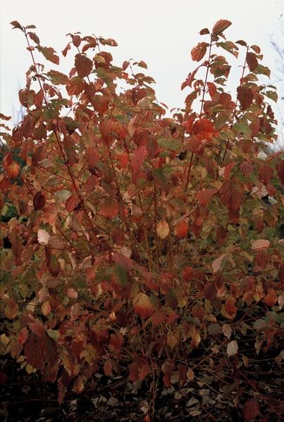 Cornus sang. 'Anny's Winter Orange' - ↕10-25cm - Ø9cm - 40x  BotanicBridge