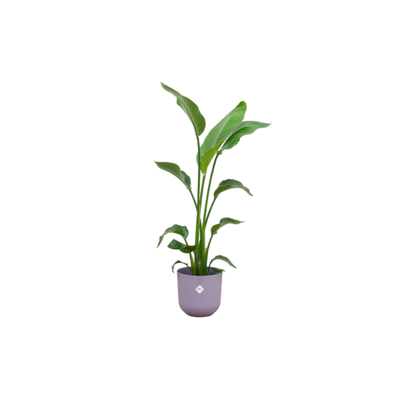 Combi deal - Strelitzia Nicolai inclusief elho Jazz Round lila Ø23 - 130 cm  BotanicBridge