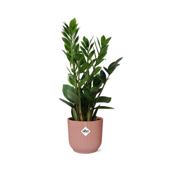 Zamioculcas – Hoogte 45-50 in ELHO Vibes Fold 14cm roze  BotanicBridge