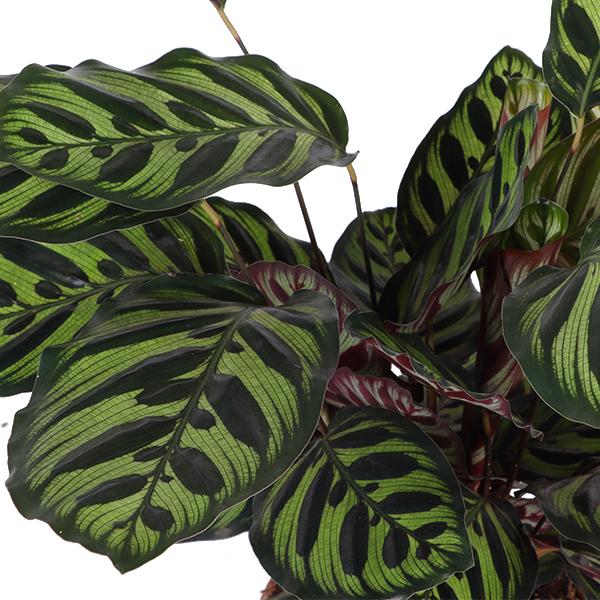 Calathea Makoyana Ø21cm - ↕70cm  BotanicBridge