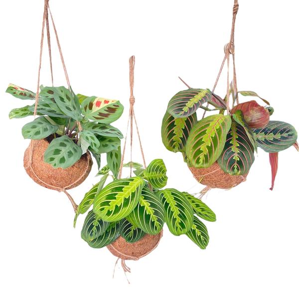 Kokodama Maranta Mix - 3 stuks - Ø15cm - ↕20cm  BotanicBridge