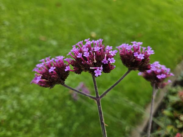 Verbena bon. 'Lollipop' - ↕10-25cm - Ø9cm - 12x  BotanicBridge