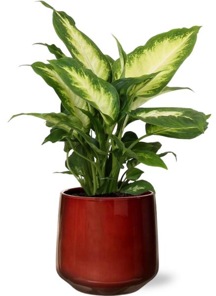 Dieffenbachia Camilla - Ø12cm - ↕35cm + Puglia Pot D13/14,5x13,5cm - Rood  BotanicBridge