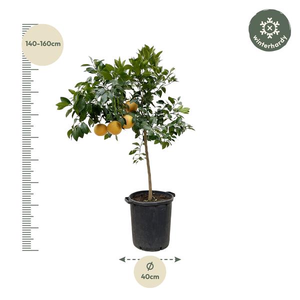 Citrus Pompelmo - 150 cm - ø40  BotanicBridge