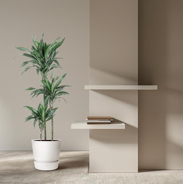 Dracaena Ulises - 150 cm - ø24  BotanicBridge