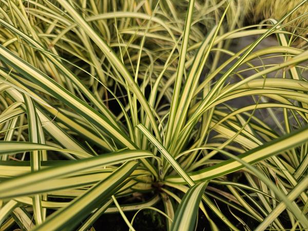 Carex oshim. 'Evergold'  - ↕10-25cm - Ø9cm - 6x  BotanicBridge