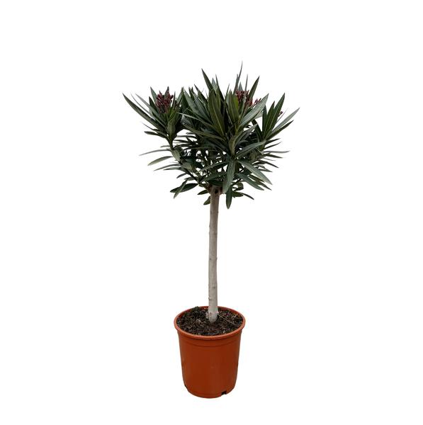 Nerium Oleander op stam met rode bloem - 90cm - Ø22  BotanicBridge