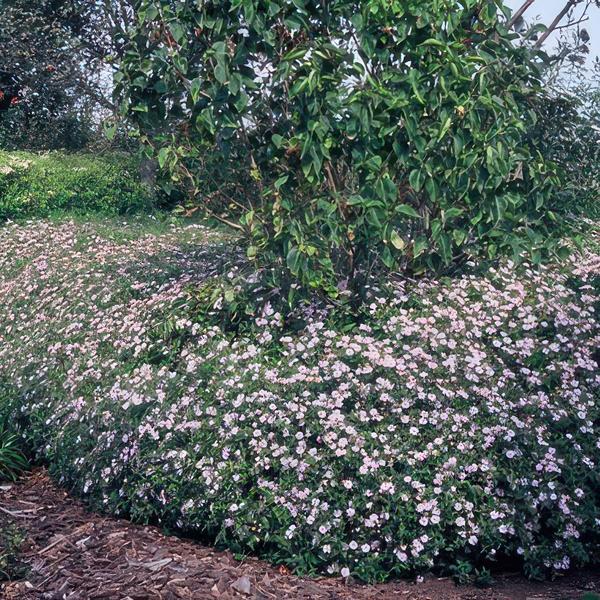 Aster ageratoides 'Asran' - ↕10-25cm - Ø9cm - 20x  BotanicBridge