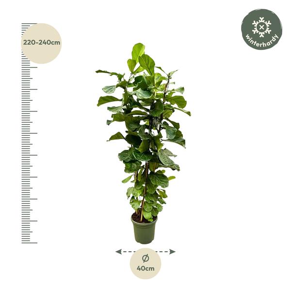 Ficus Lyrata struik XL - 200cm - ø40  BotanicBridge