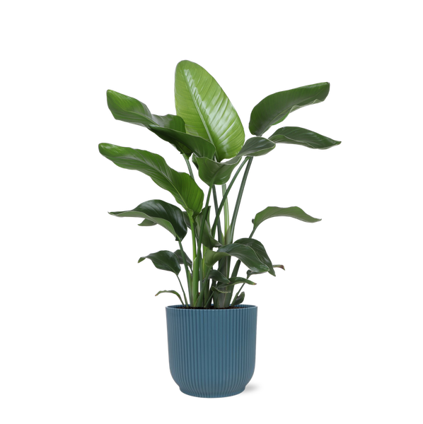 Strelitzia Nicolai - Ø21cm - ↕80cm in Vibes blauw pot  BotanicBridge