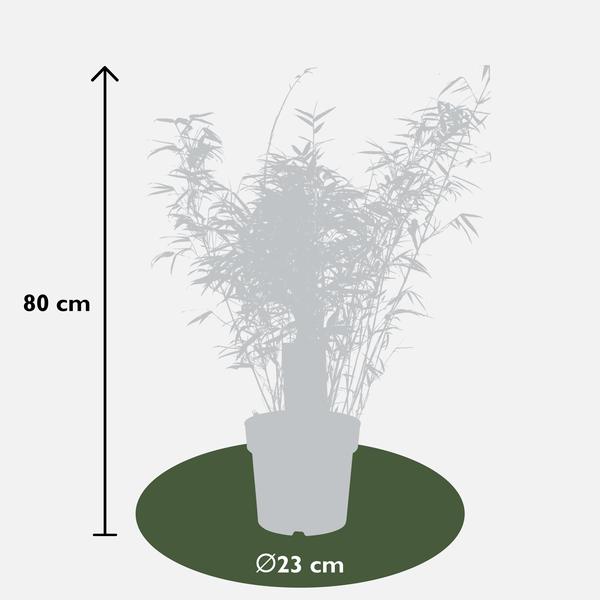 2x Fargesia rufa - ↨80cm - Ø23  BotanicBridge