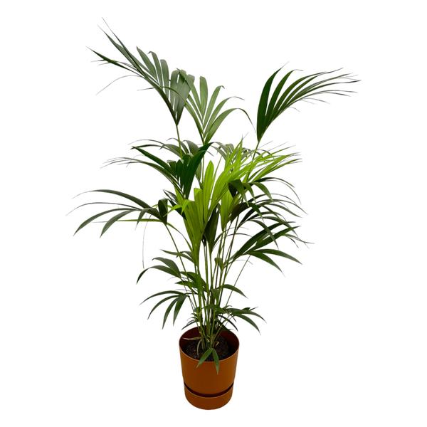 Kentia palm inclusief elho Greenville Round bruin - 160cm - Ø24  BotanicBridge