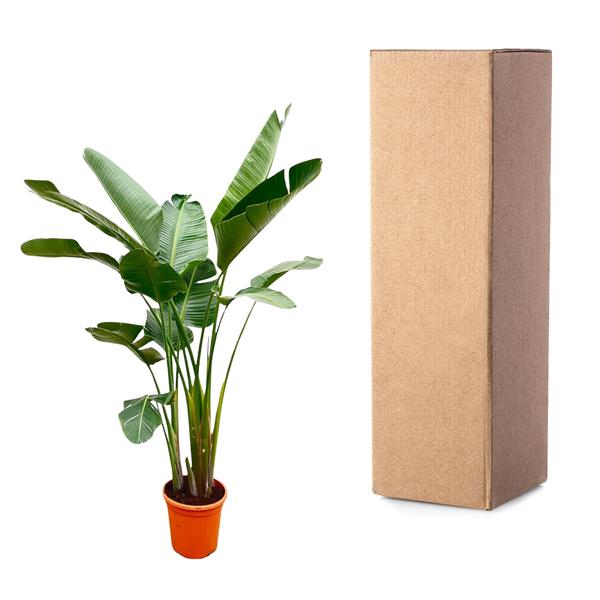 Strelitzia Augusta de luxe XXL - 250cm - ø38  BotanicBridge