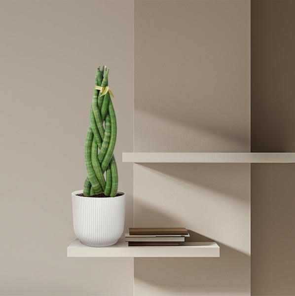 Sansevieria cylindrica 'Twist' - 40 cm - ø10,5  BotanicBridge