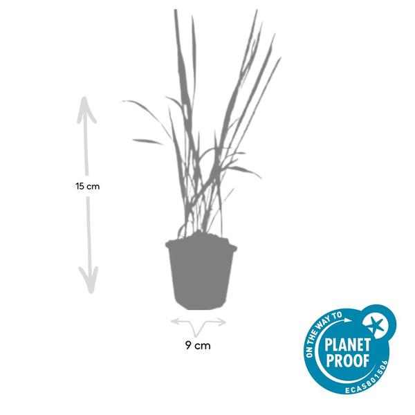 Imperata cylindrica 'Red Baron' - ↕10-25cm - Ø9cm - 40x  BotanicBridge