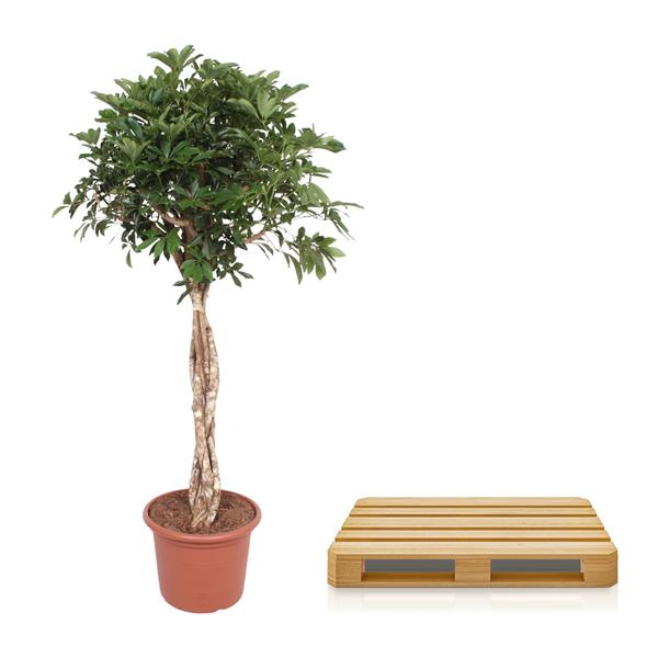 Schefflera Arboricola Compacta gevlochten stam - 180 cm - ø45  BotanicBridge