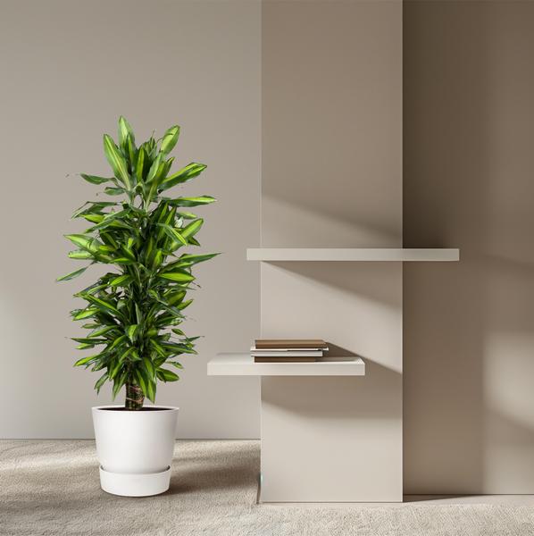 Dracaena Cintho vertakt - 120 cm - ø27  BotanicBridge