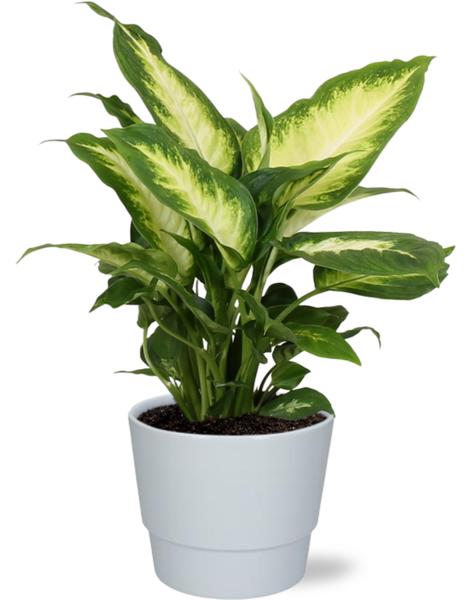 Dieffenbachia Camilla - Ø12cm - ↕35cm + Pot Basic D14,5x12cm - Wit  BotanicBridge