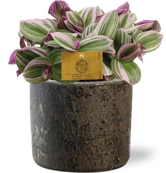 Tradescantia Nanouk - Ø15cm - ↕25cm + Maas Pot D16x14cm - Bruin  BotanicBridge