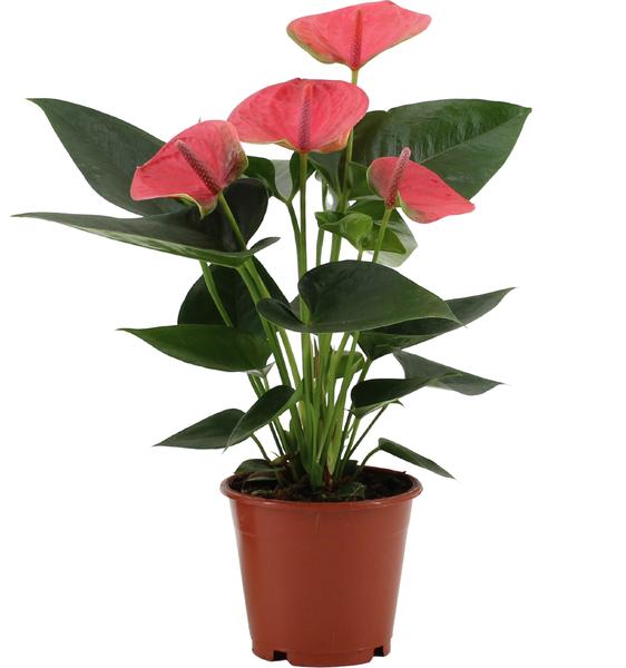 Anthurium Sweet Dream In Transparant Sleeve - Ø12cm - ↕36cm  BotanicBridge