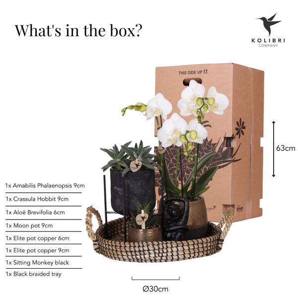 Kolibri Company | Gift set Home Hub | Plantenset met Phalaenopsis Orchidee en Succulenten incl. keramieken sierpotten  BotanicBridge