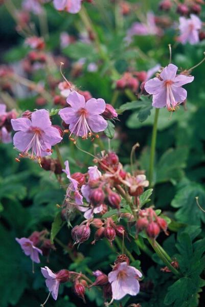 Geranium macr. 'Ingwersen's Var.' - ↕10-25cm - Ø9cm - 12x  BotanicBridge