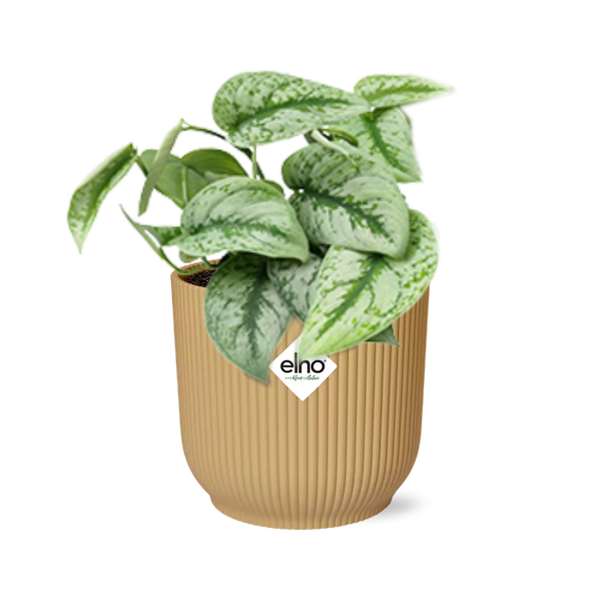 Scindapsus Pictus ‘Trebie’ in ELHO Vibes Fold 14cm geel  BotanicBridge