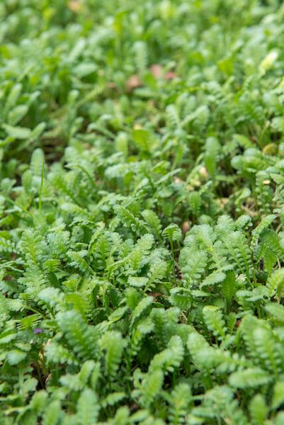 Leptinella squalida - ↕10-25cm - Ø9cm - 12x  BotanicBridge